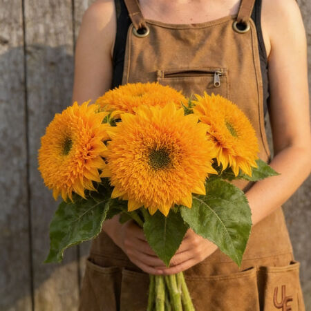 Teddy Bear, Sunflower Seeds - 50 Seeds image number null